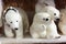 Family of toy polar bears