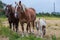 Family of tree beautiful horses