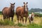 Family of tree beautiful horses