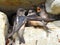 Family of Tree Martins in a rock crevice