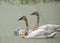 Family of Trumpeter Swans adult and cygnets