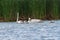 A family of trumpeter swans at a wetland.