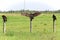 A family of turkey buzzards sit on a barbed wire fence