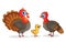 Family of turkeys stands. Vector illustration with turkeys in cartoon style