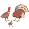 Family of turkeys stands on a white background