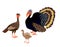 Family of turkeys stands on a white background. Male and female turkey, little turkey chicken. Farm poultry. Vector