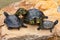 Family of turtles taking a sunbath