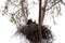 Family of two bald eagle Haliaeetus leucocephalus parents with t