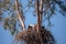 Family of two bald eagle Haliaeetus leucocephalus parents with t