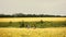 Family with two children comes across the yellow rye field for picnic