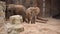 Family of two elephants playing in a Zoo