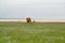 Family of two-humped camels stand on the coast of the lake Manych-Gudilo in the spring steppe. Kalmykia