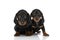 Family of two little teckel dachshund dogs posing on white background