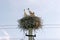 Family of two storks in the nest are built on electric poles