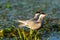 Family of two White Cheeked Terns Sterna Repressa in their nes