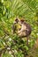 A family of Ugandan red colobus monkeys, (Piliocolobus tephrosceles ) or ashy red colobus. Kibale, Uganda. This