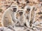 Family of Vervet Monkeys