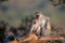 Family of Vervet Monkeys in Kruger National Park