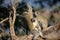 Family of Vervet Monkeys in Kruger National Park