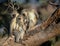 Family of Vervet Monkeys in Kruger National Park