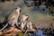 Family of Vervet Monkeys in Kruger National Park