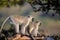 Family of Vervet Monkeys in Kruger National Park