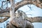 Family of Vervet monkeys sitting in a tree.