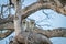 Family of Vervet monkeys sitting in a tree.