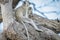 Family of Vervet monkeys sitting in a tree.