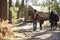 Family walking towards a log cabin in a forest, back view