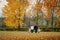 Family walks in the park in autumn.