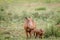 Family of Warthogs with baby piglets in the grass