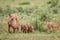 Family of Warthogs with baby piglets in the grass