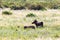 A family of warthogs in the grass of the Kenyan savannah