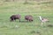 A family of warthogs in the grass of the Kenyan savannah