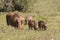 Family of warthogs grazing in dry grass