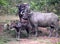 Family of Water Buffalo Standing Together in the Rain, Uda Wallawe National Park, Sri Lanka