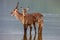 Family of waterbuck, kobus ellipsiprymnus, taking a drink at waterhole.