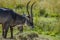 Family of waterbuck or water buck antelopes in a South African nature reserve