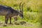 Family of waterbuck or water buck antelopes in a South African nature reserve