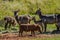 Family of waterbuck or water buck antelopes in a South African nature reserve