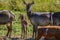 Family of waterbuck or water buck antelopes in a South African nature reserve