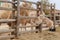 Family of white camels eating hay at the zoo. Keeping wild animals in zoological parks