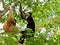 Family of white-cheeked gibbon monkeys in tree