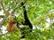 Family of white-cheeked gibbon monkeys in zoo