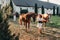 A family in white clothes with their son walking with two beautiful horses in nature. A stylish couple with a child are