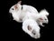 Family of white ebonite chinchilla on black