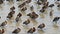 Family of White-faced Whistling Ducks