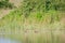 Family of White-faced whistling ducks.