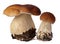 Family of white porcini. Wild Foraged Mushroom selection isolated on background, with shadow. Boletus Edulis mushrooms